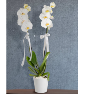 Seramik saksıda çift dal orkide